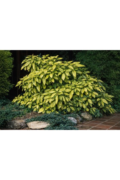 Aucuba japonica Crotonifolia